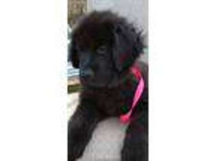 Newfoundland Puppy for sale in Spencer, IN, USA
