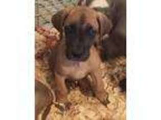 Great Dane Puppy for sale in Kaufman, TX, USA