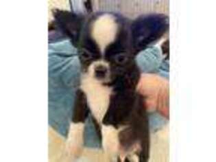 Chihuahua Puppy for sale in Rocky Face, GA, USA