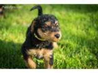 Airedale Terrier Puppy for sale in Fort Worth, TX, USA