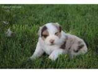 Australian Shepherd Puppy for sale in Climax, MI, USA