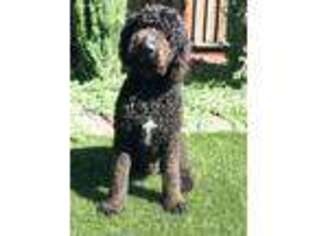 Labradoodle Puppy for sale in Hollister, CA, USA