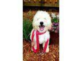 Goldendoodle Puppy for sale in Wallingford, KY, USA