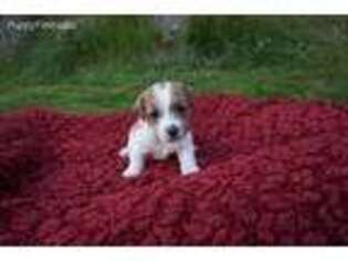 Jack Russell Terrier Puppy for sale in Newport, WA, USA