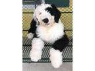 Old English Sheepdog Puppy for sale in Godwin, NC, USA