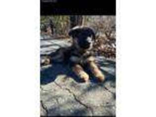 German Shepherd Dog Puppy for sale in Flushing, NY, USA
