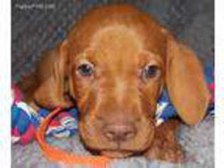 Vizsla Puppy for sale in Ganado, TX, USA