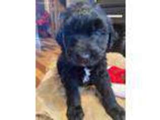 Goldendoodle Puppy for sale in Harrogate, TN, USA