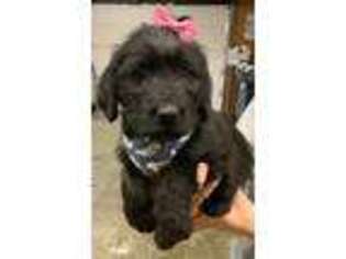 Labradoodle Puppy for sale in Union City, IN, USA