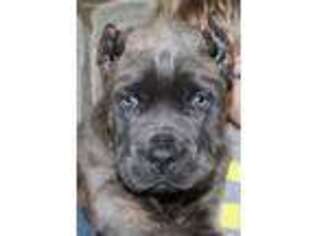 Cane Corso Puppy for sale in Grandville, MI, USA