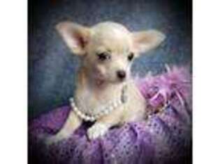 Chihuahua Puppy for sale in Loxley, AL, USA