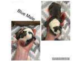 Olde English Bulldogge Puppy for sale in Meeker, CO, USA