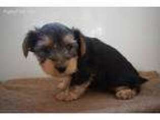 Yorkshire Terrier Puppy for sale in Millersburg, IN, USA