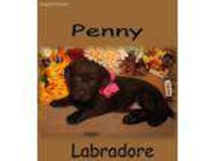 Labrador Retriever Puppy for sale in Uniontown, OH, USA