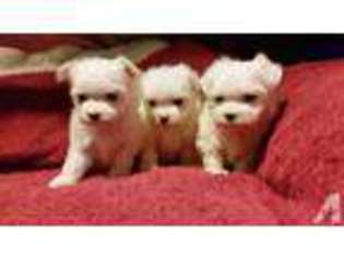 Maltese Puppy for sale in SPOKANE, WA, USA