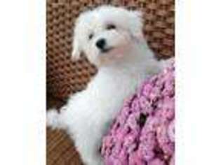 Maltese Puppy for sale in West Lafayette, OH, USA