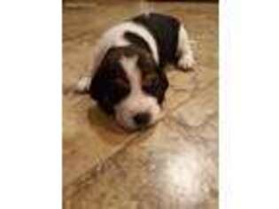 Beagle Puppy for sale in Prescott Valley, AZ, USA