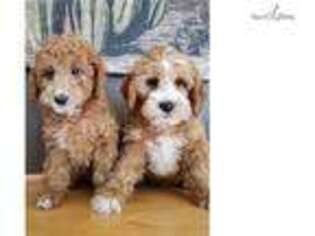 Goldendoodle Puppy for sale in Madison, WI, USA