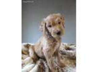 Goldendoodle Puppy for sale in Atlanta, GA, USA