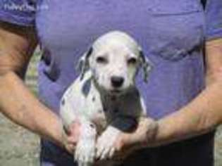 Dalmatian Puppy for sale in Greenville, TX, USA
