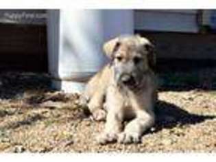 View Ad: Irish Wolfhound Puppy for Sale near Minnesota ...