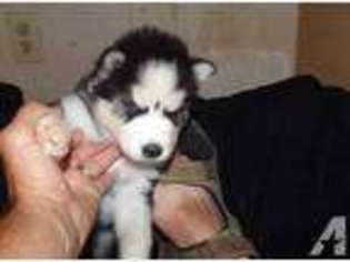 Siberian Husky Puppy for sale in INYOKERN, CA, USA