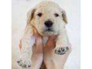 Labradoodle Puppy for sale in Kenmore, WA, USA
