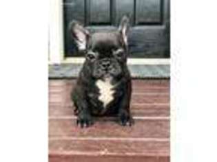 French Bulldog Puppy for sale in Winder, GA, USA