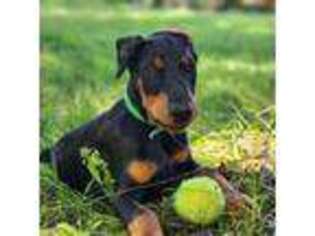 Doberman Pinscher Puppy for sale in Blanchester, OH, USA