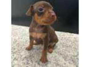 Miniature Pinscher Puppy for sale in Los Angeles, CA, USA