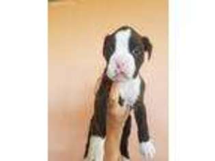 Boxer Puppy for sale in Ashford, AL, USA