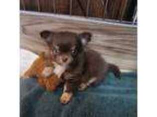 Chihuahua Puppy for sale in New Braunfels, TX, USA