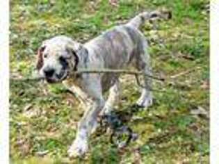 Great Dane Puppy for sale in Blanco, TX, USA