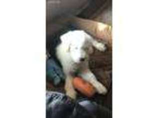 Old English Sheepdog Puppy for sale in Corydon, IN, USA