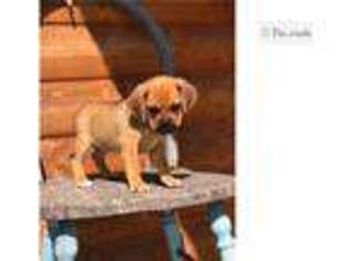 Puggle Puppy for sale in Fort Wayne, IN, USA