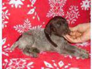 German Shorthaired Pointer Puppy for sale in Hazleton, PA, USA