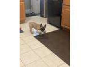 French Bulldog Puppy for sale in Bloomfield Hills, MI, USA