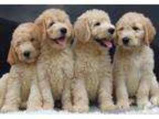 Goldendoodle Puppy for sale in BRIGHTWOOD, VA, USA