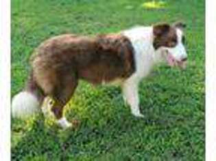 Border Collie Puppy for sale in Stokesdale, NC, USA
