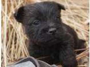 Cairn Terrier Puppy for sale in Minatare, NE, USA