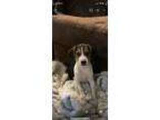 Beagle Puppy for sale in Spokane, WA, USA