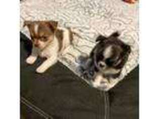 Chihuahua Puppy for sale in Annandale, VA, USA