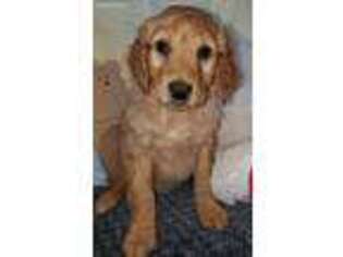 Goldendoodle Puppy for sale in Endeavor, WI, USA