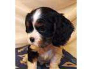 Cavalier King Charles Spaniel Puppy for sale in Billings, MT, USA