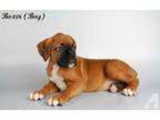 Boxer Puppy for sale in NATIONAL CITY, CA, USA