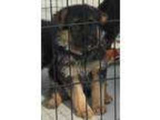 German Shepherd Dog Puppy for sale in Lehi, UT, USA