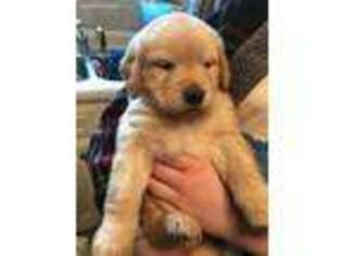 Golden Retriever Puppy for sale in Darlington, PA, USA
