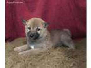 Shiba Inu Puppy for sale in Ozark, MO, USA