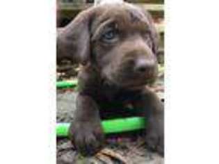 Labrador Retriever Puppy for sale in Lake Charles, LA, USA