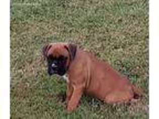 Boxer Puppy for sale in Whitesville, KY, USA